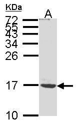 ATP5G1 Rabbit Polyclonal Antibody