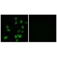 ATP5G3 Antibody