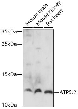ATP5J2 antibody