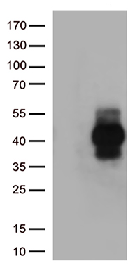 ATP5ME antibody