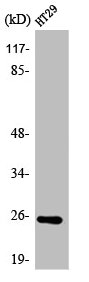 ATP5S Antibody