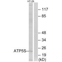 ATP5S Antibody