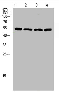 ATP6AP1 Antibody