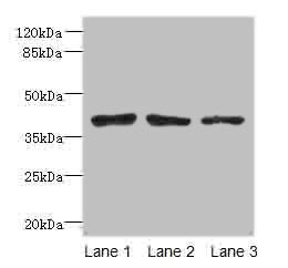 ATP6AP2 Antibody