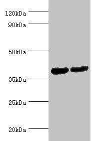 ATP6AP2 antibody