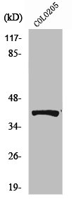 ATP6AP2 Antibody