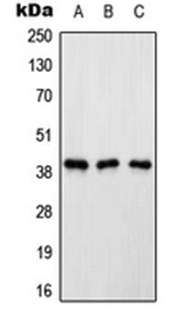 ATP6AP2 antibody