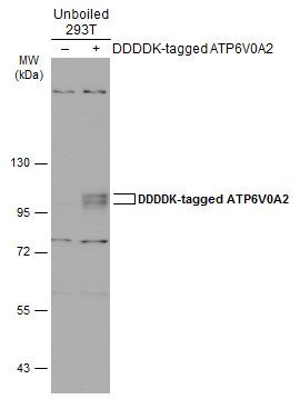 ATP6V0A2 antibody