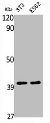 ATP6V0D1 Antibody