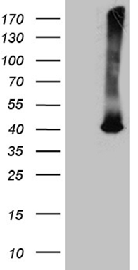 ATP6V0D2 antibody
