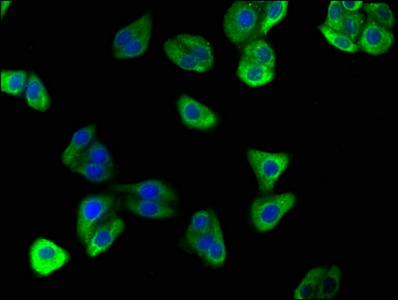 ATP6V0D2 Antibody