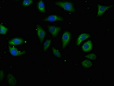 ATP6V1A Antibody