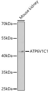 ATP6V1C1 antibody