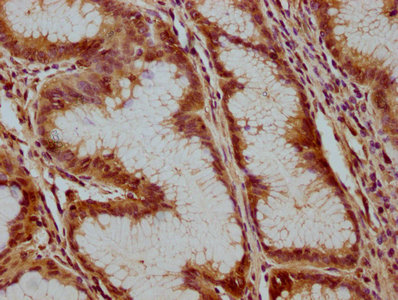 ATP6V1C1 Antibody