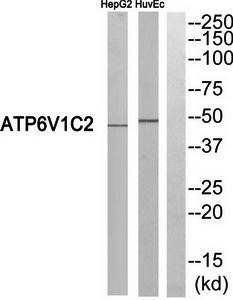 ATP6V1C2 antibody