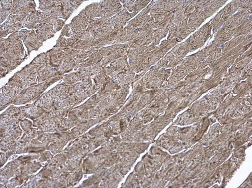 ATP6V1H antibody [N3C3]