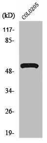 ATP6V1H Antibody