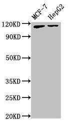 ATP9A Antibody