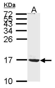 ATP synthase C mature antibody