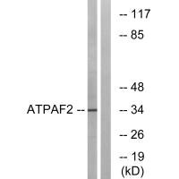 ATPAF2 antibody