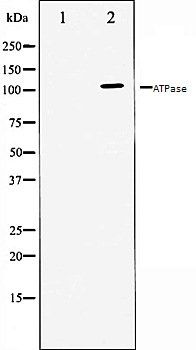 ATPase antibody