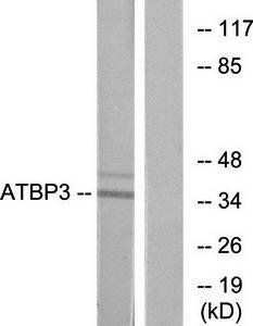 ATPBD3 Antibody