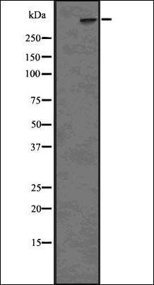 ATR (Phospho-Ser428) antibody