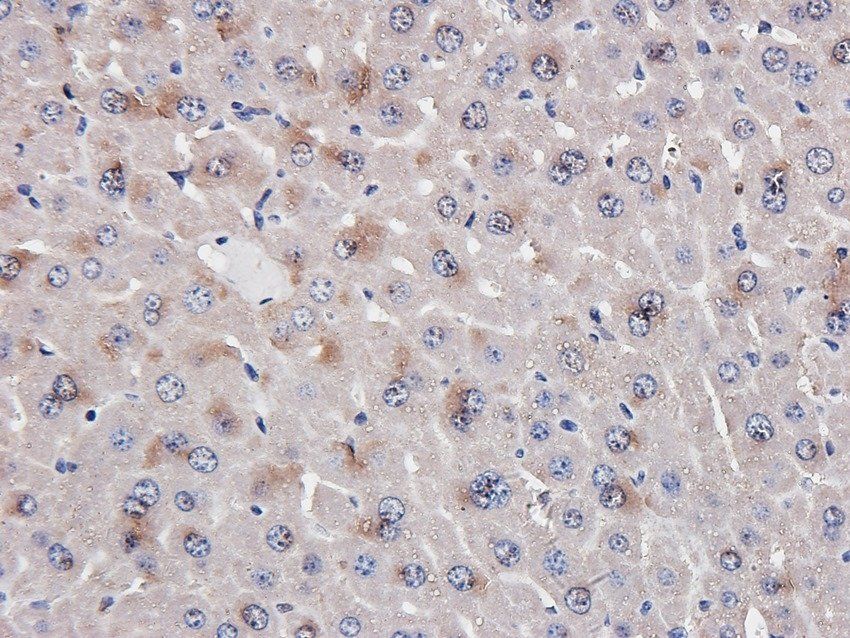 ATRX Rabbit Polyclonal Antibody