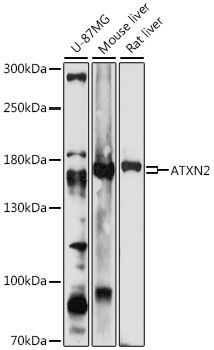 ATXN2 antibody