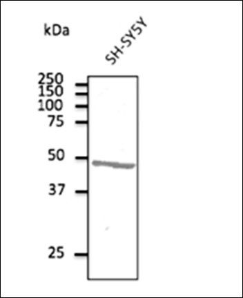 Anti-ATXN3
