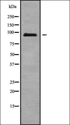 ATXN7L1 isoform 2 antibody