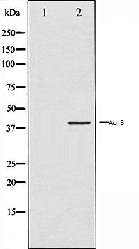 AurB antibody