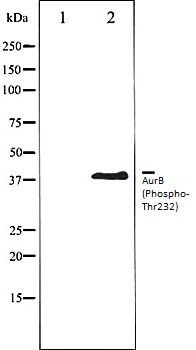 AurB (Phospho-Thr232) antibody