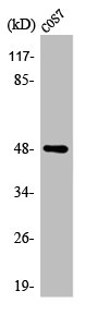 AURKA antibody