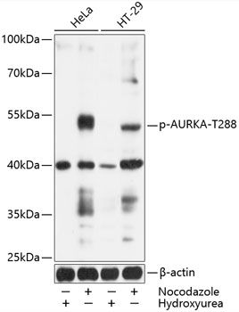 AURKA (Phospho-T288) antibody