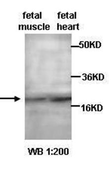 AURKAIP1 antibody