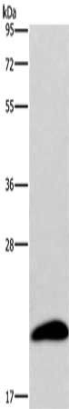 AURKAIP1 antibody