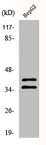 AURKB/AURKC Antibody