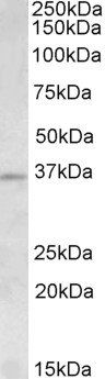 Goat anti-AURKC Antibody