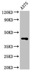 AURKC antibody