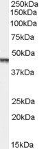Goat anti-Aurora kinase A / AURKA Antibody