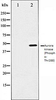 Aurora kinase (Phospho-Thr288) antibody