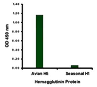 Avian Influenza Hemagglutinin 1 Antibody