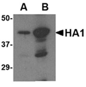 Avian Influenza Hemagglutinin 2 Antibody