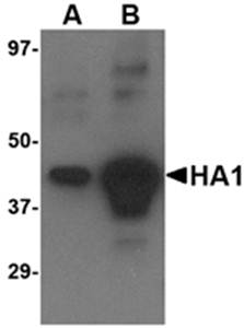 Avian Influenza Hemagglutinin 4 Antibody