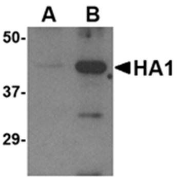 Avian Influenza Hemagglutinin Antibody