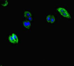 AVL9 antibody