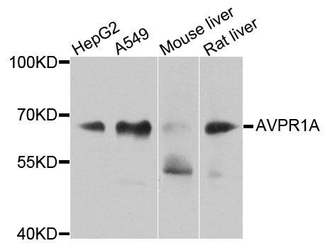 AVPR1A antibody