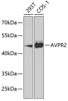 AVPR2 antibody