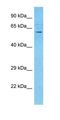 AVR2B antibody
